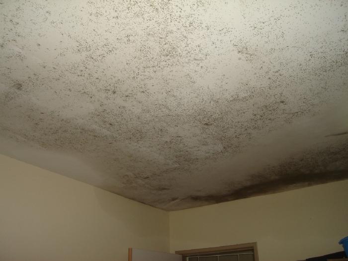 Condomínio condenado por infiltrações e mofo: o que a decisão em MG ensina sobre manutenção e responsabilidade